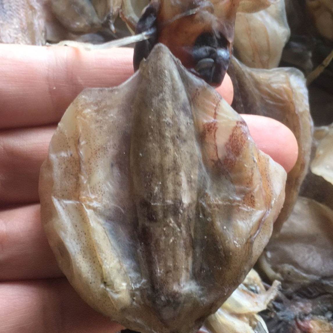 洞头微咸开肚小墨鱼1斤50个左右