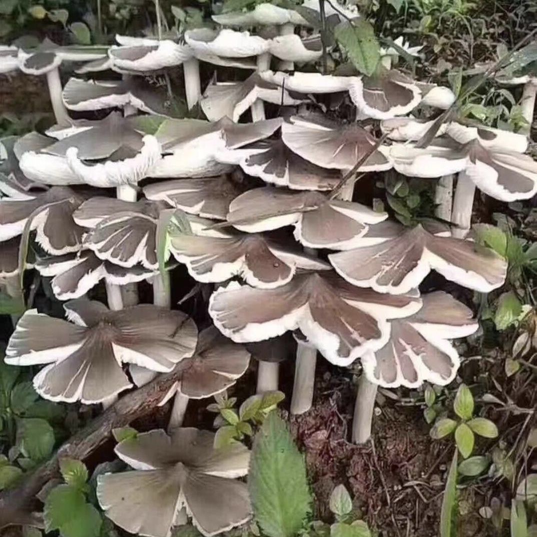 包出鸡摐菌 新鲜人工菌种 伞把姑三塔菌四季菌种家种家庭阳台