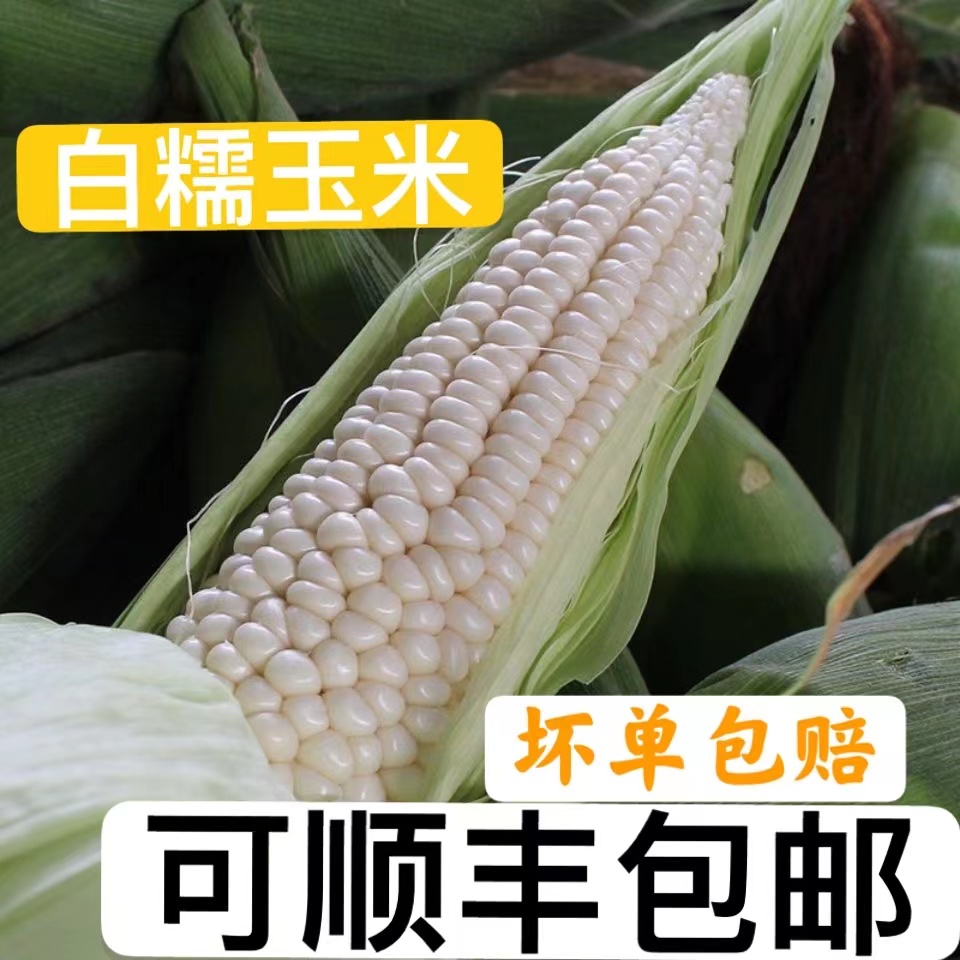 新鲜现摘白糯玉米棒 农家自种 现采带壳白玉米3/5斤装