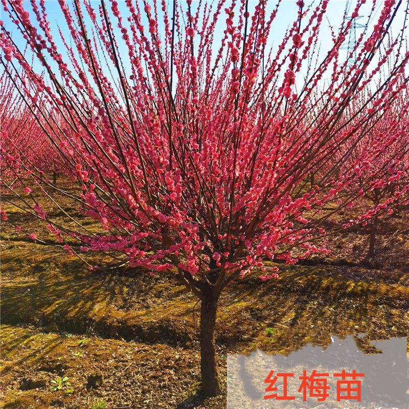 梅花树苗原生红梅树苗高杆红梅花美化庭院阳台盆景花卉地栽苗春季