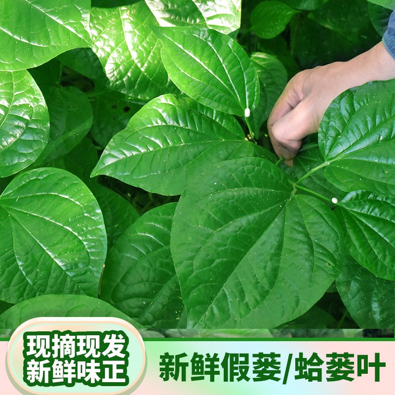 现摘新鲜野生蛤蒌叶炒田螺配料假蒌叶急捞叶包粽子用假蒌苗500克