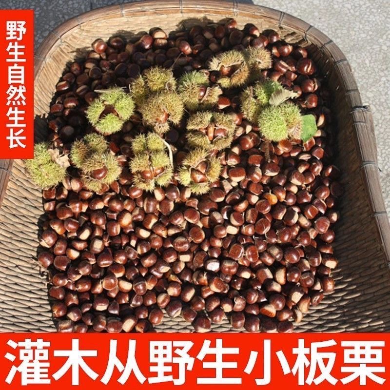 野生板栗毛板栗油栗子2025新鲜采摘秦岭巴山优质特产包邮