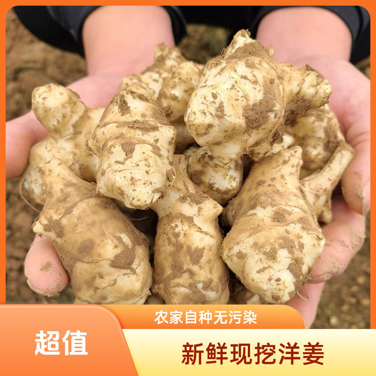 洋姜新鲜现挖洋芋头3/5斤菊芋阳姜蔬菜酱腌菜泡菜农家种植