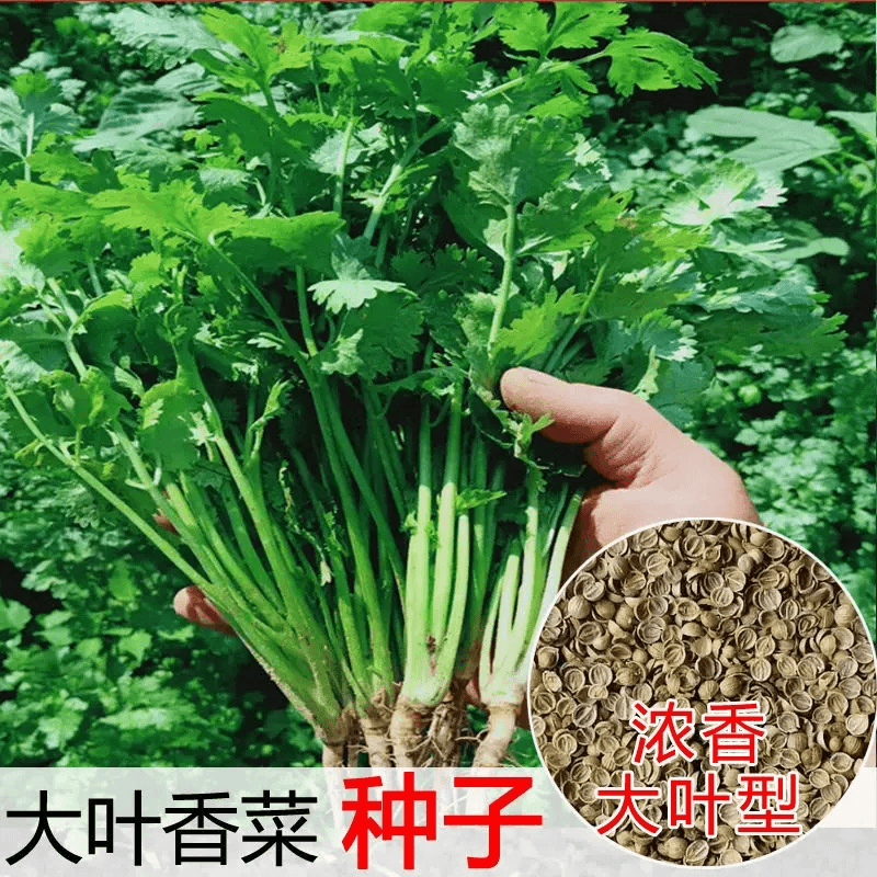 【5包】大叶香菜种子耐热耐抽芫荽种籽春秋四季蔬菜盆栽