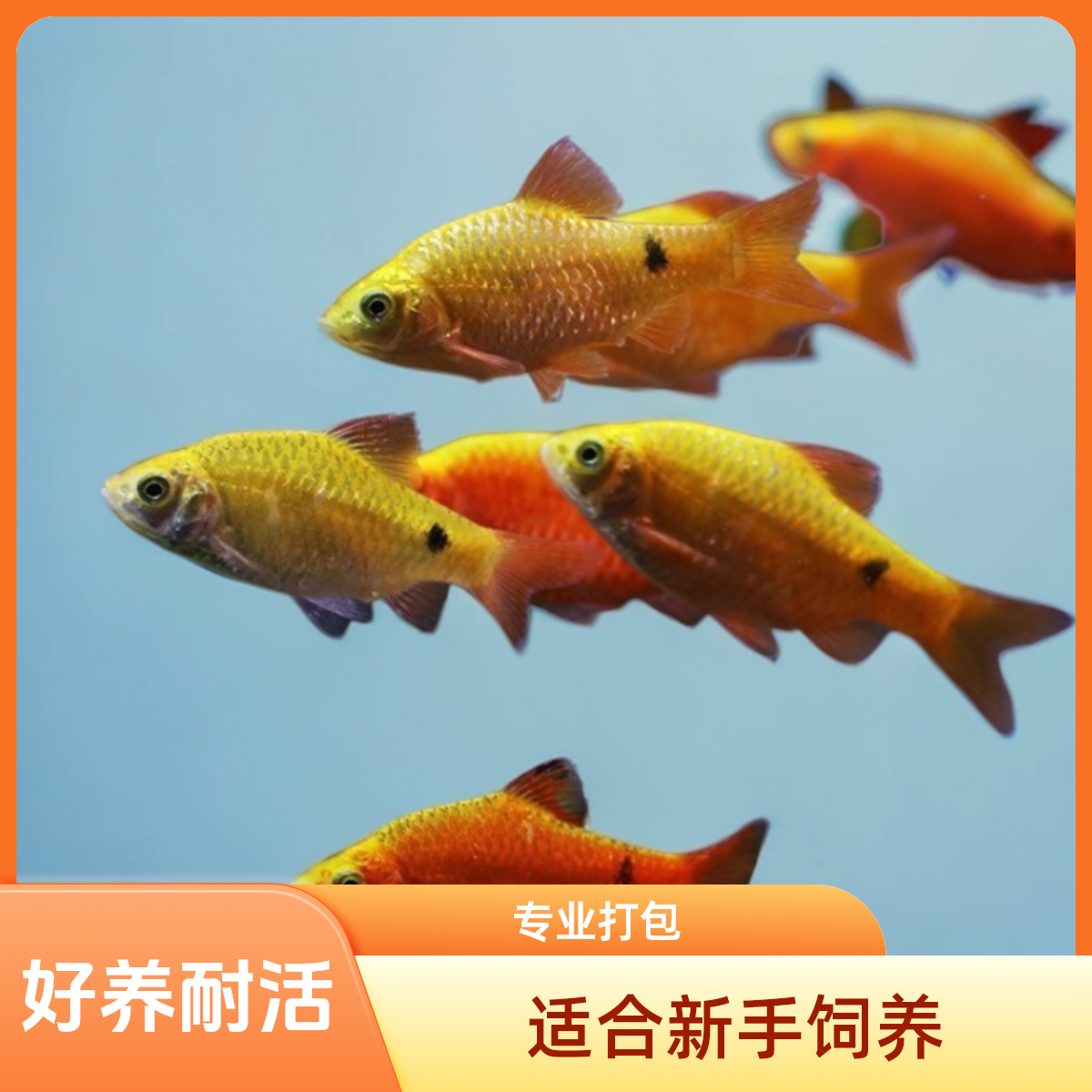 金光灯鱼活体金元宝小型鱼灯科鱼天使鱼宠物鱼热带观赏鱼饲养混养