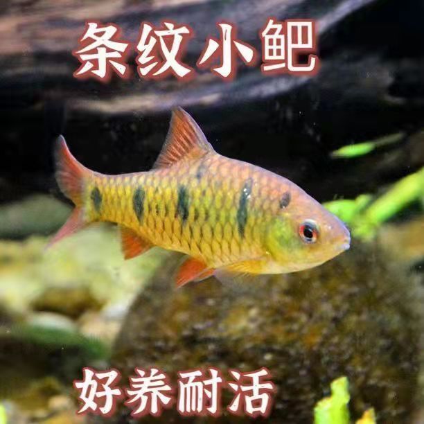 原生冷水鱼条纹小鲃活体小溪鱼耐活二须鲃群游观赏好养推荐精品