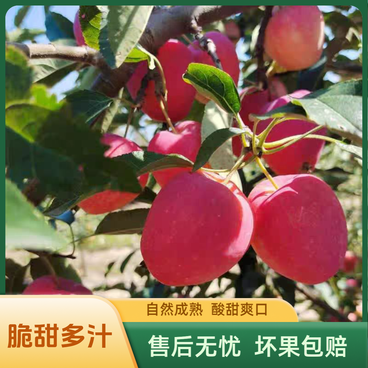 东北鸡心果 樱桃小苹果 香妃海棠现摘现发甜脆多汁 1斤3斤5斤包邮