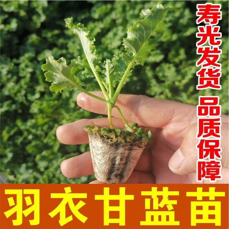 羽衣甘蓝秧苗食用种子耐寒抗病食用沙拉四季阳台盆栽庭院大田栽培
