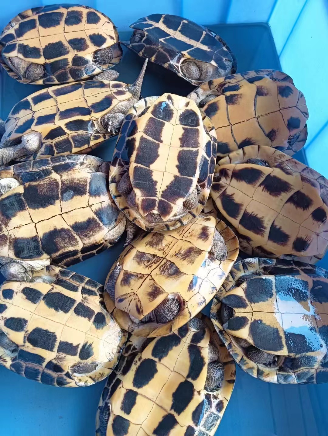 石金钱龟瑕疵品煲汤龟有伤大小都有便宜经济适合边养殖边煲汤