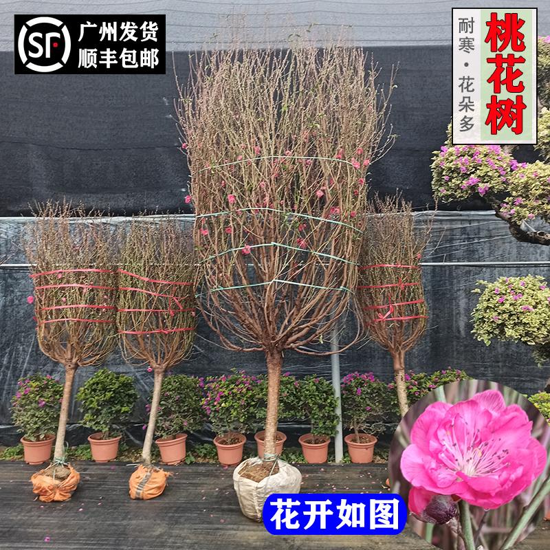 桃花树盆栽年宵花卉耐寒鲜花花朵多客厅庭院阳台庆祝花庆摆放植物