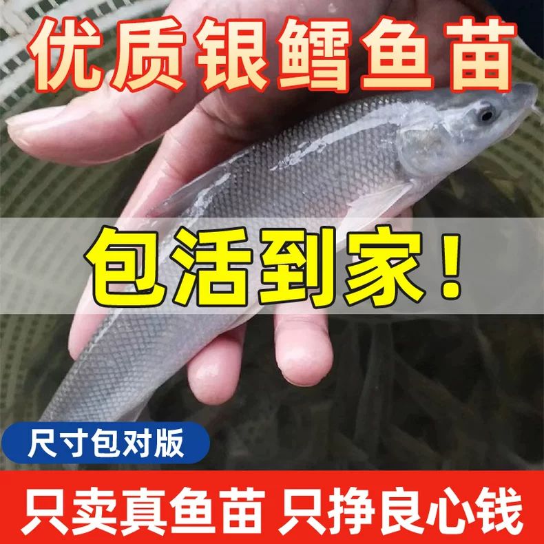 银鳕鱼苗淡水养殖食用大鳞鲃重庆银雪鱼草鱼小活鱼批发宠物观赏鱼