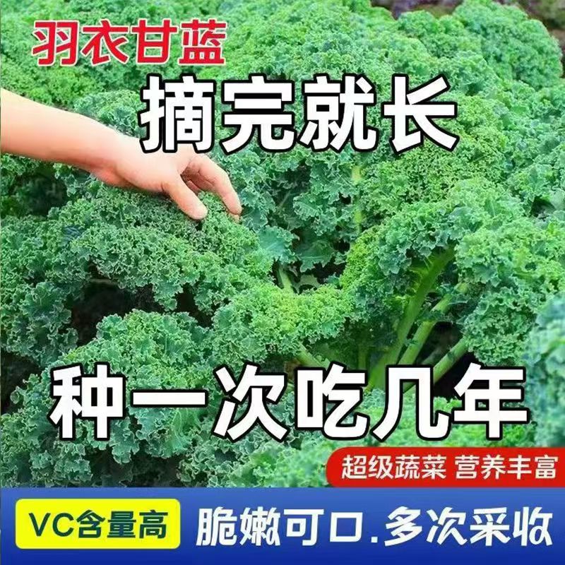 食用羽衣甘蓝秧苗甘蓝苗秋冬耐寒抗冻蔬菜盆栽苗阳台观赏青菜蔬菜