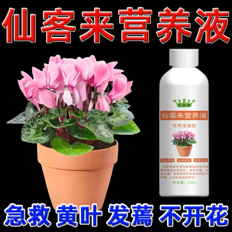 仙客来叶子黄花苞软专用营养液花蝴蝶衣肥料专用肥黄叶花打蔫烂根