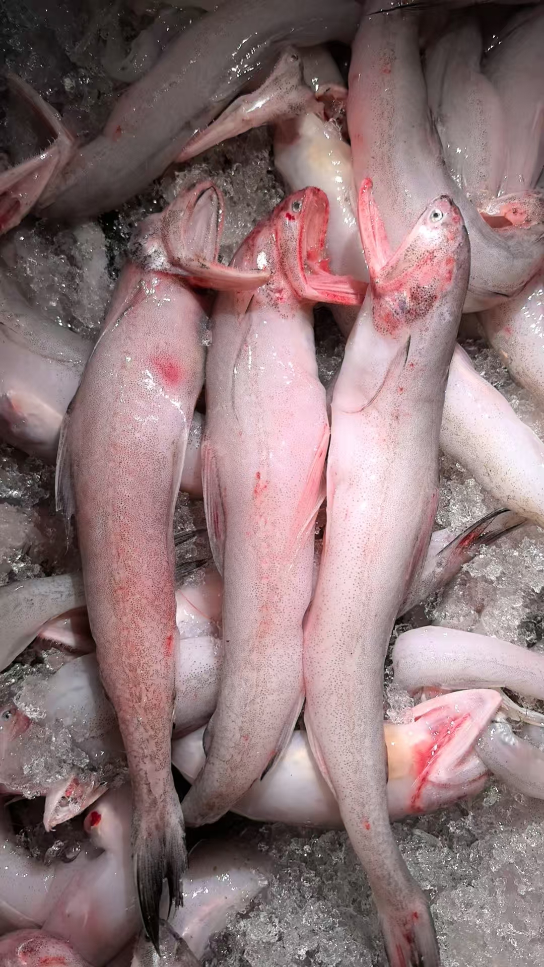 【阿二专属】本地豆腐鱼蚕鱼龙头鱼热气新鲜