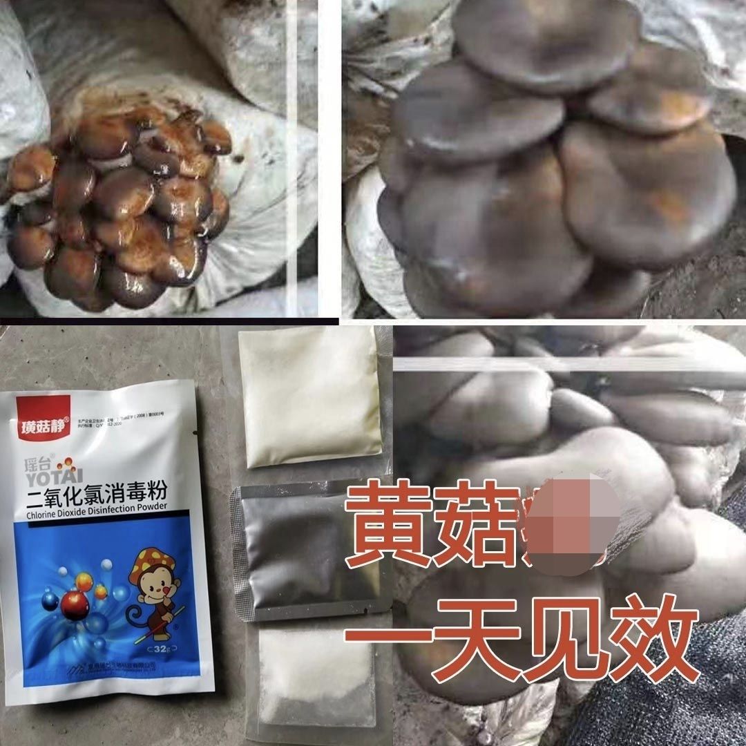 瑶台璜菇净平菇黄菇病特效二氧化氯消毒粉有机肥