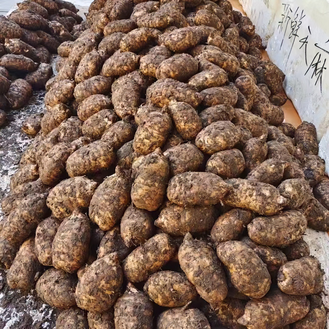 正宗昭通新鲜乌天麻高山老品种三年采挖现挖现发产地直发煲汤泡酒