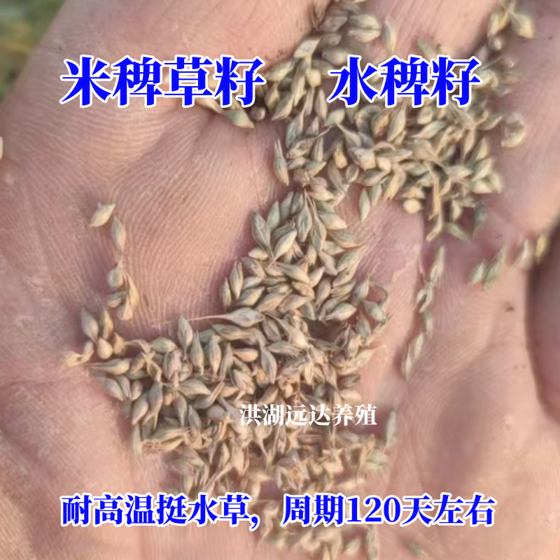 水产稗草籽米稗籽水稗风稗耐高温小米草籽棒棒草长短尾稗鱼虾牛羊