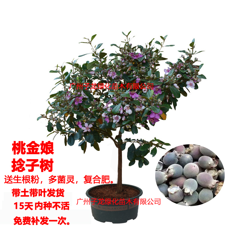 桃金娘捻子树苗四季种植观赏盆栽别墅庭院阳台开花树绿化盆景常绿