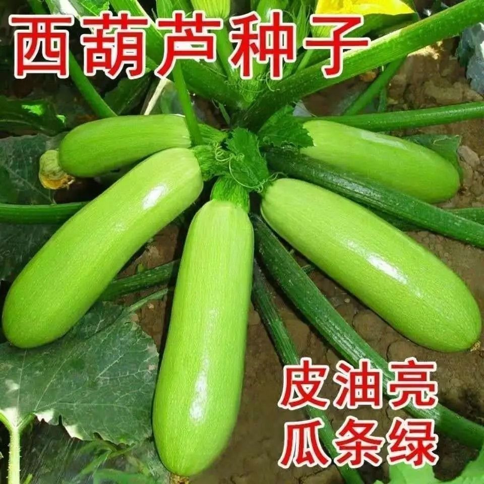 【西葫芦种子】易种蔬菜小南瓜种籽家庭阳台盆栽蔬菜籽耐寒播种菜籽