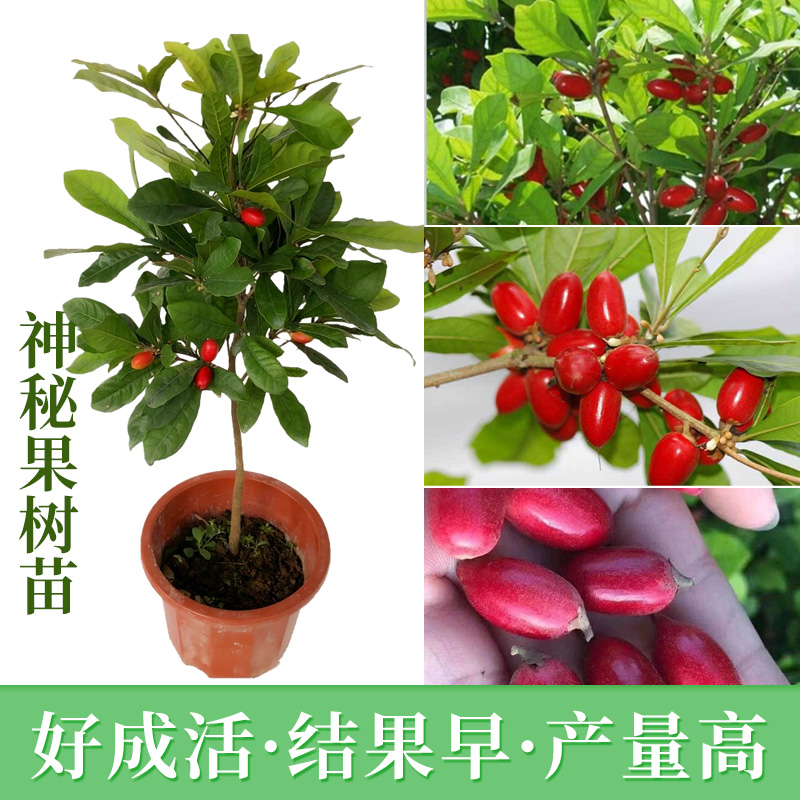 神秘果树苗四季开花变味果盆栽地栽果树带叶带土包邮包活当年结果