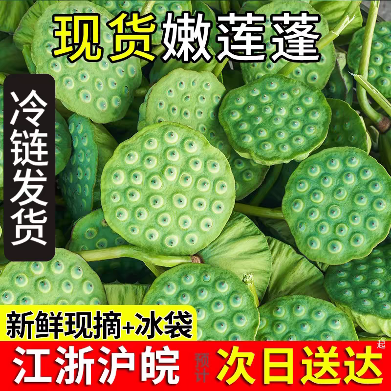 【甜嫩】浙江新鲜莲蓬现摘现发甜嫩莲蓬莲子米生吃清香脆甜应季水果