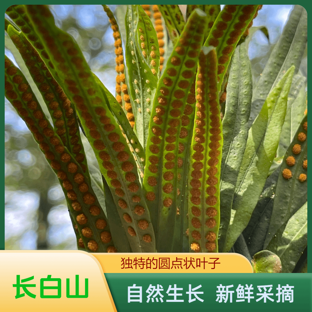 长白山野生深山小草（新货精品）黄金草东北特产滋补养生