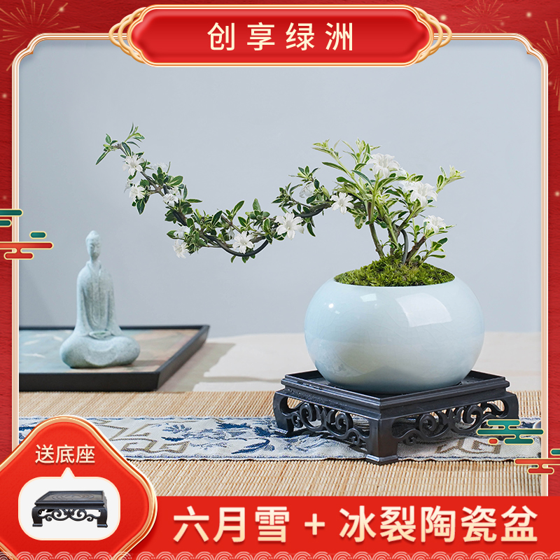 【禅意】悬崖金边六月雪陶瓷盆客厅茶室盆景放青松绿植办公室内植物