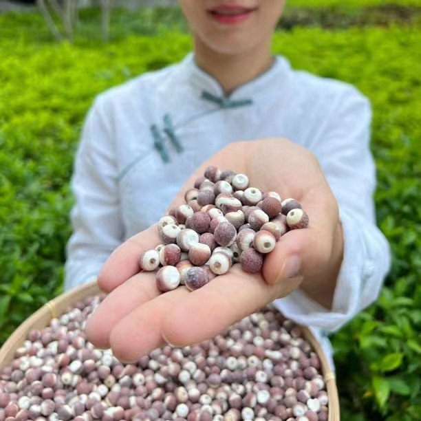 【宠粉尝鲜装】精选大颗粒芡实鸡头米无熏硫净重100g500g独立包装