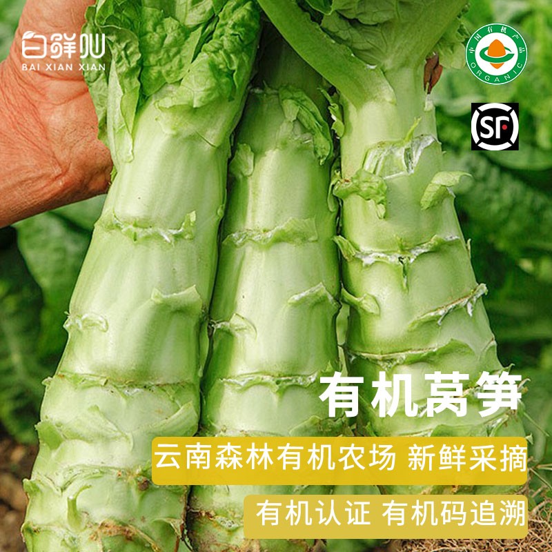 有机莴笋云南紫叶青笋莴苣笋森林有机农场新鲜采摘顺丰1500g
