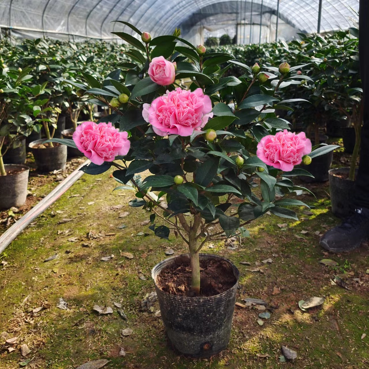 【香妃茶花】粉色香味烈香千里香茶花盆栽好养福建正宗大花苞花卉