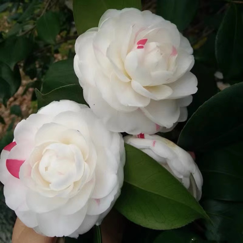 【抓破美人脸】白底红条纹茶花名贵品种福建山茶花盆栽绿植阳台花卉