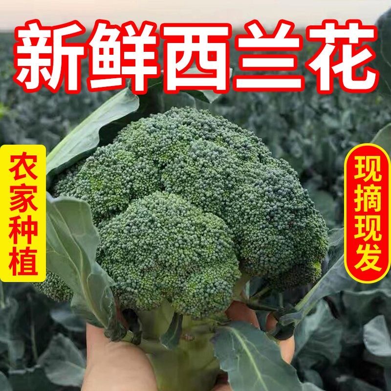 农家妈妈现摘现发3斤西蓝花苔新鲜青花苔小西兰花菜苔鲜嫩蔬菜