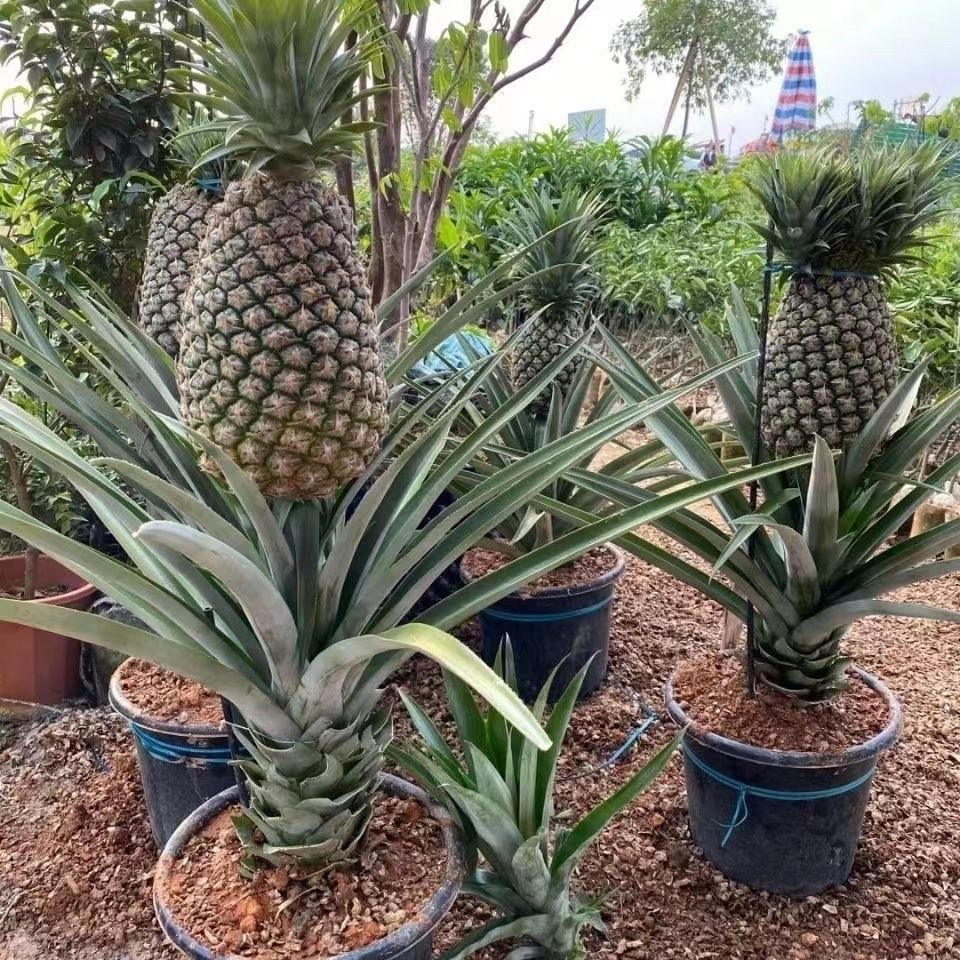 大果西瓜凤梨 金钻凤梨室内手撕凤梨盆栽地栽四季当年结果 果树苗