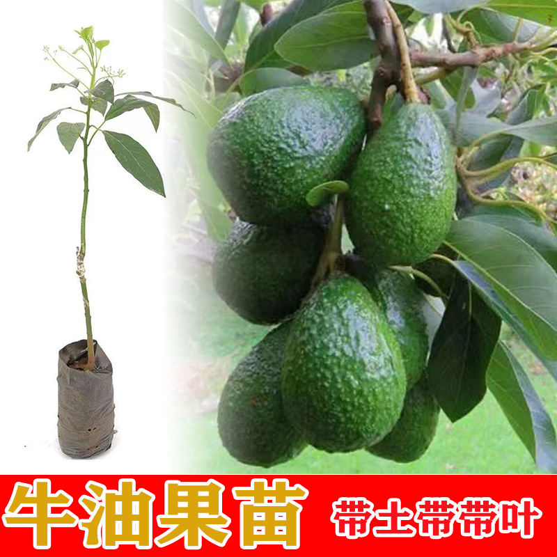 牛油果树苗  嫁接哈斯牛油果苗树 南方庭院盆栽地栽种植带土