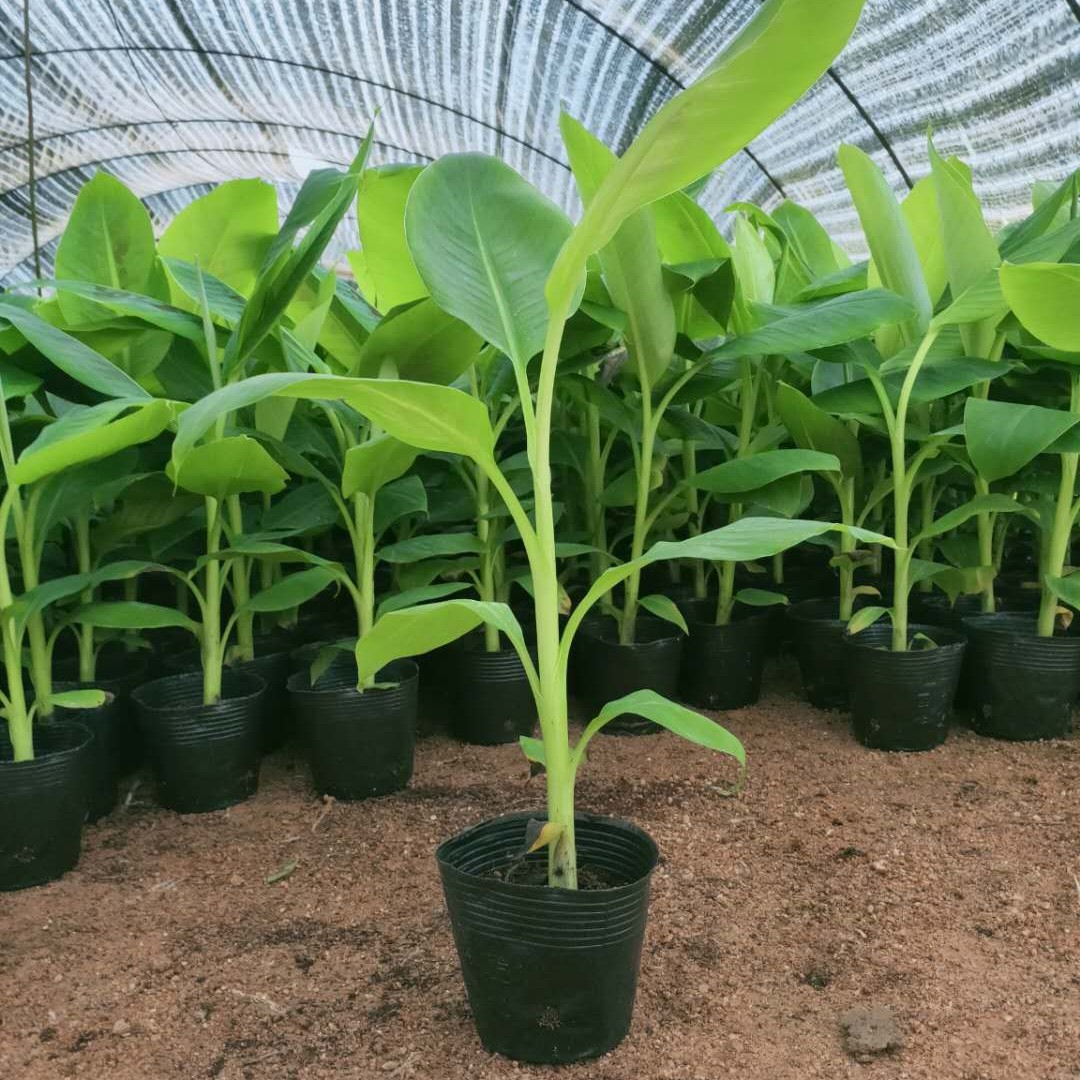香蕉苗粉蕉苗矮化香蕉树苗皇帝蕉盆栽地栽结果快庭院种植广西发货
