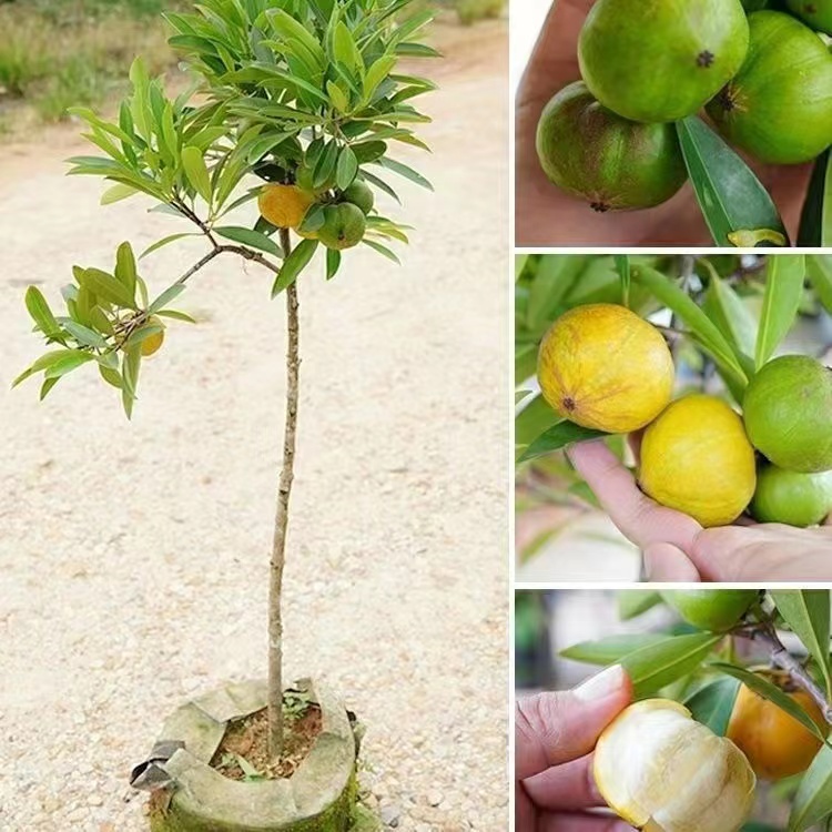 黄金山竹嫁接苗 岭南黄金山竹苗庭院盆栽地栽广西发货