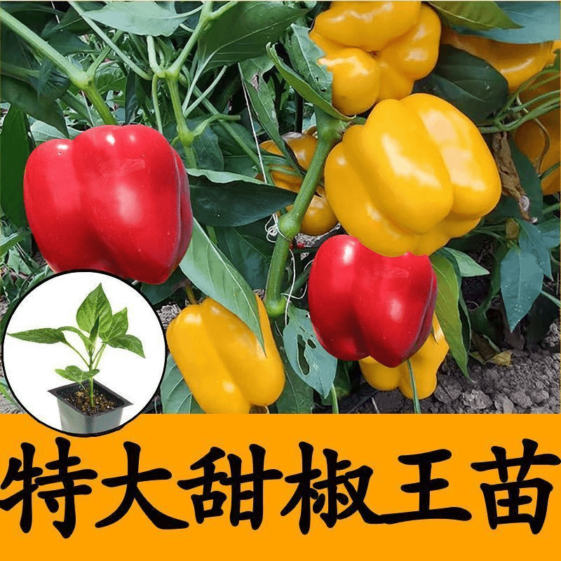 四季苗场直发进口甜椒苗红黄绿菜椒易种易活种子阳台庭院四季蔬菜