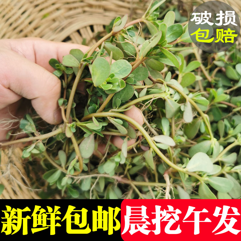 马齿苋新鲜野生食用现挖农家野菜马生应季蔬菜包邮马齿笕菜马蜂菜