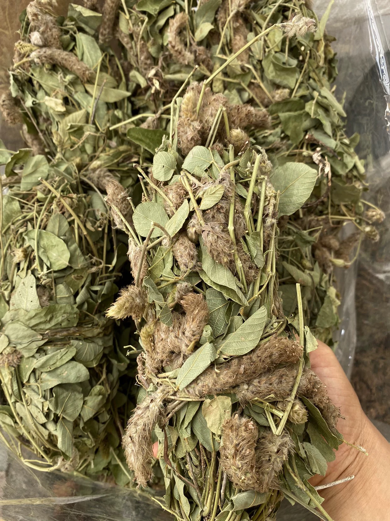 大山野生狸尾草叶根茎