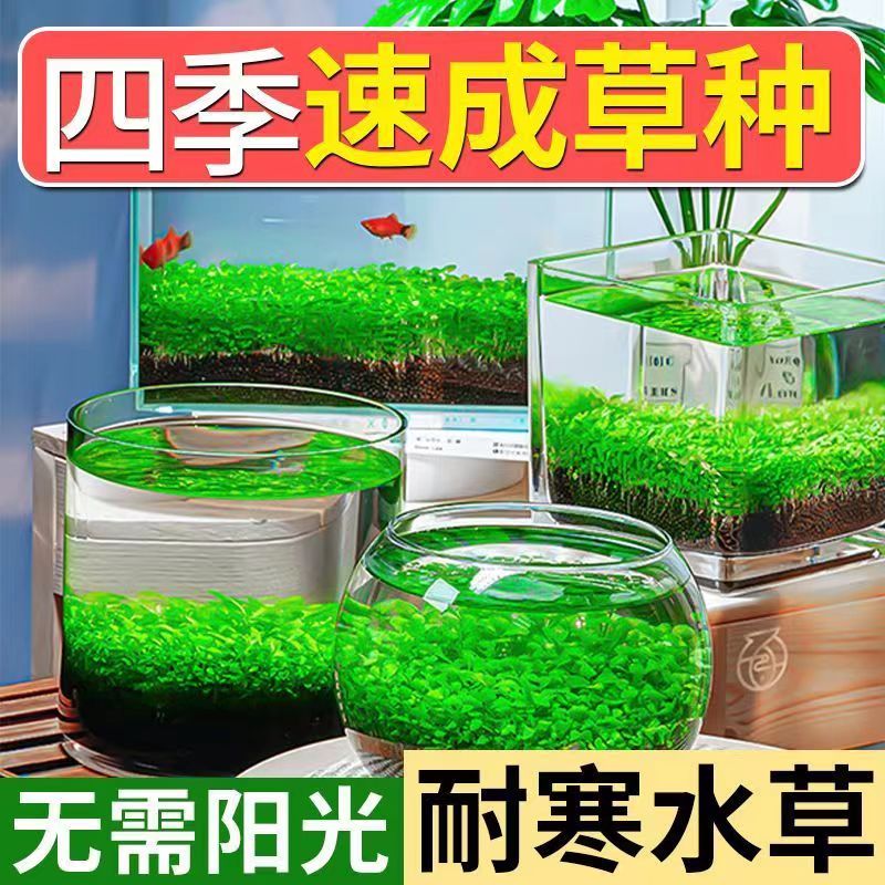 四季水草种子种籽生态微景观创意玻璃瓶水培植物造景小型鱼缸草籽