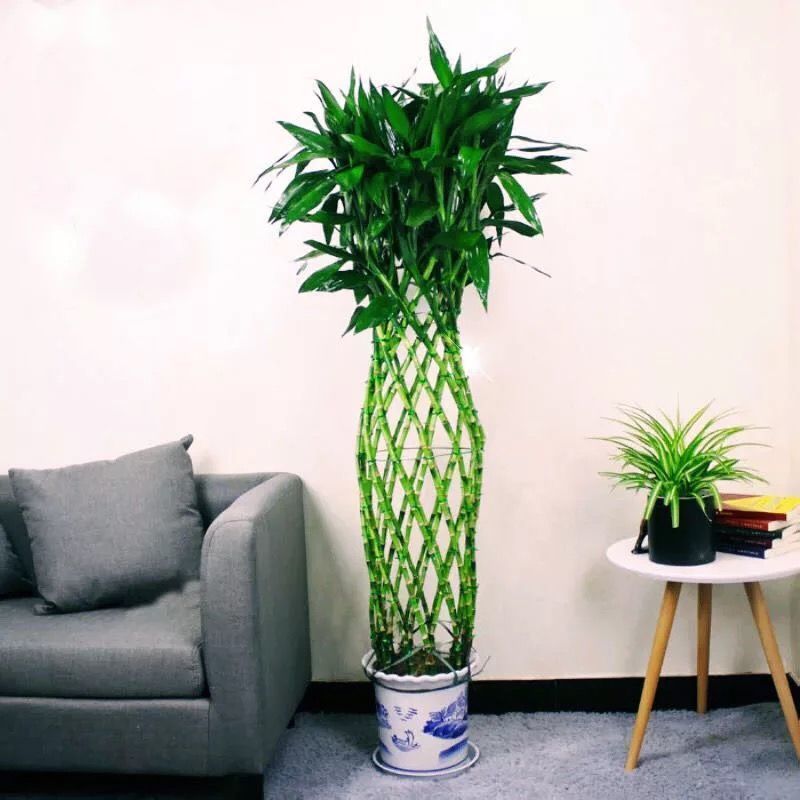 富贵竹笼开运竹招财竹客厅办公室内新房绿植盆栽客厅绿植竹子前台