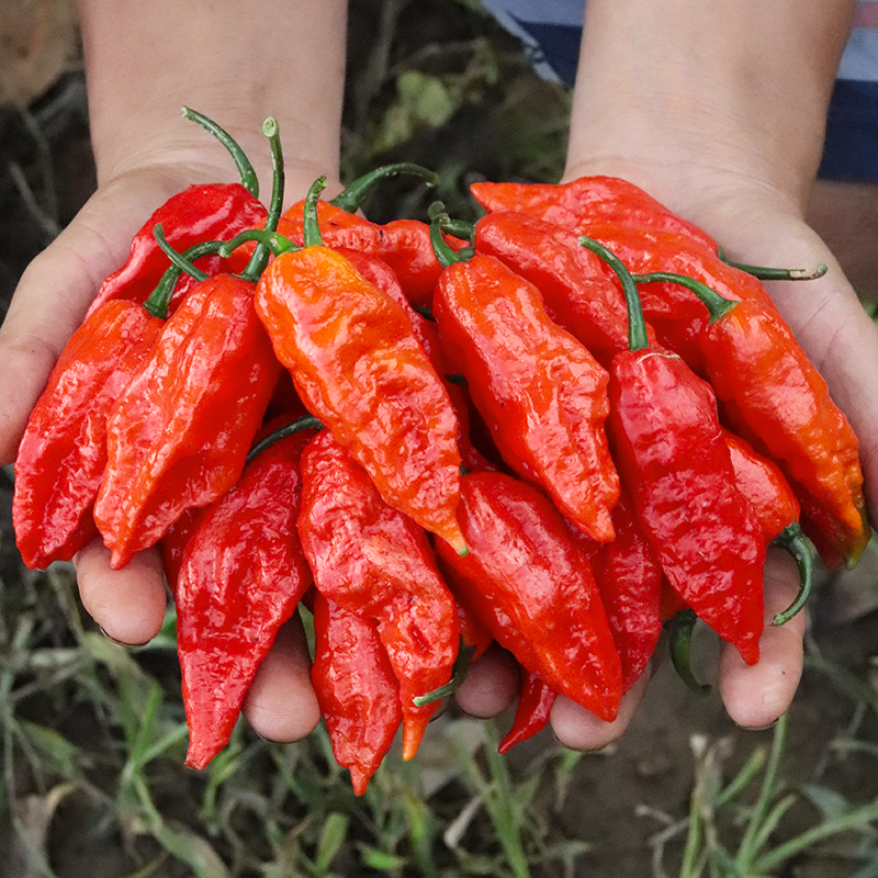 云南德宏新鲜涮涮辣特辣魔鬼辣椒云南特产象鼻辣50克