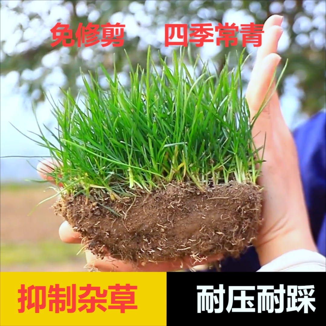 免修剪草坪草籽高档地毯草四季常青别墅耐寒耐热耐旱庭院护坡固土