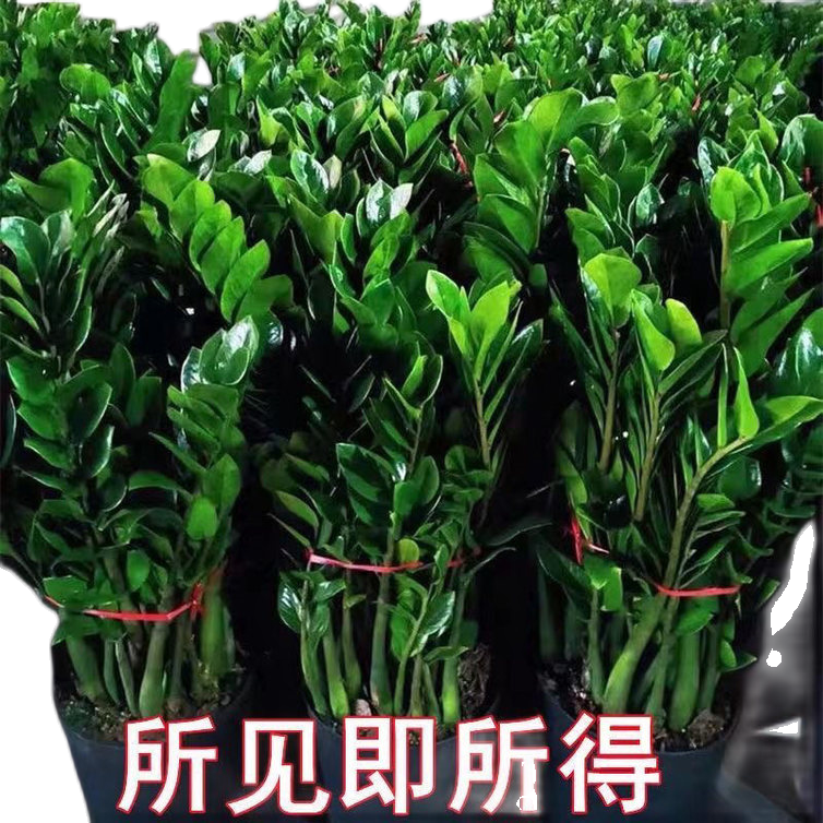 大型金钱树盆栽客厅大盆办公室植物吸甲醛绿植大棵发财树盆景观叶