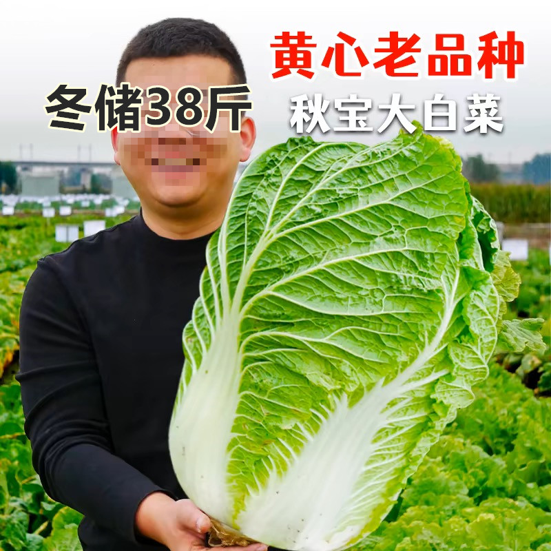 叶多多38斤大白菜种子越冬大白菜冬储抗病高产多叶白菜蔬菜种子
