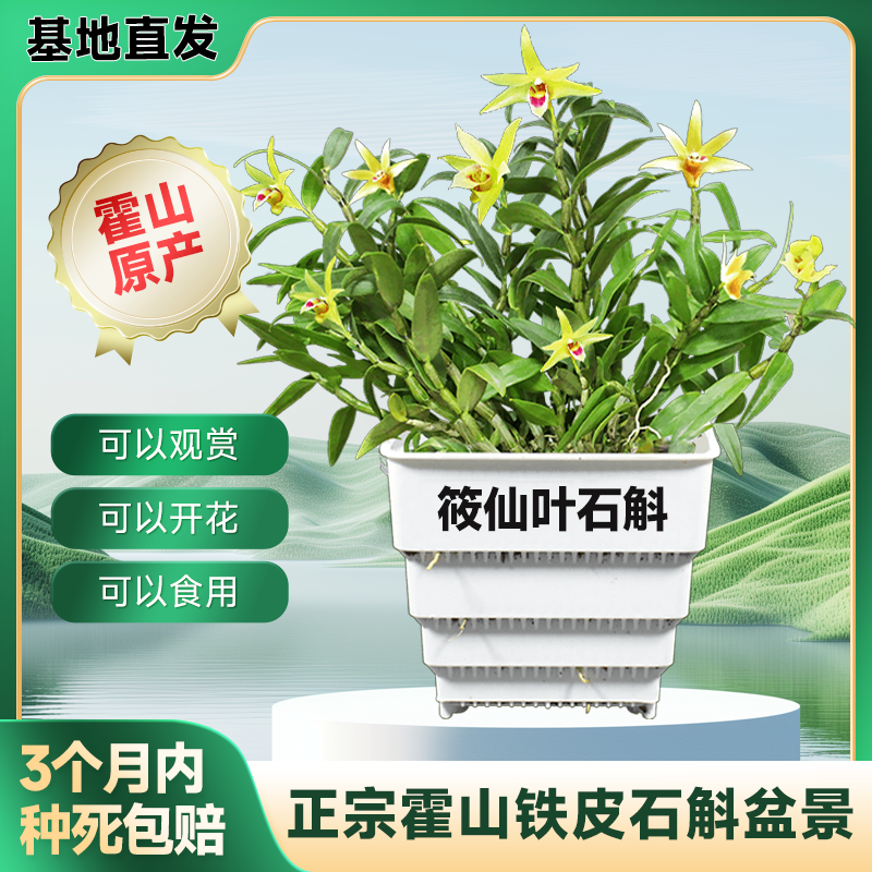 霍山铁皮石斛木桩盆景原盆已栽活可种植绿植花卉室内外开花观赏