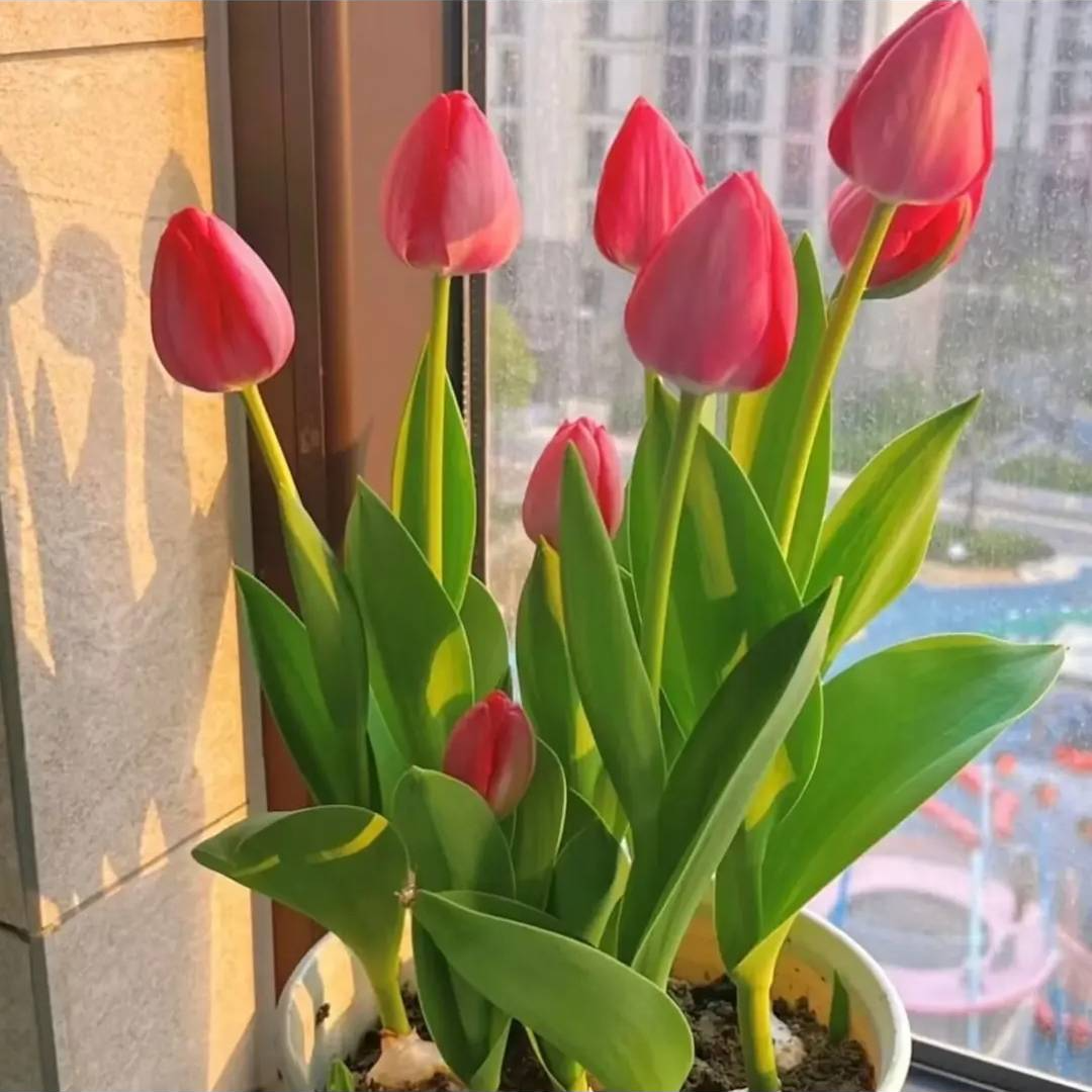 【进口郁金香种球】室内室外阳台盆栽好养活水培植物花卉开花大球