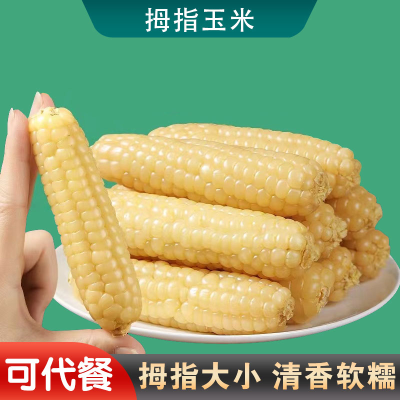 云南版纳拇指玉米香糯小玉米甜黏手指玉米小玉米软糯香甜极