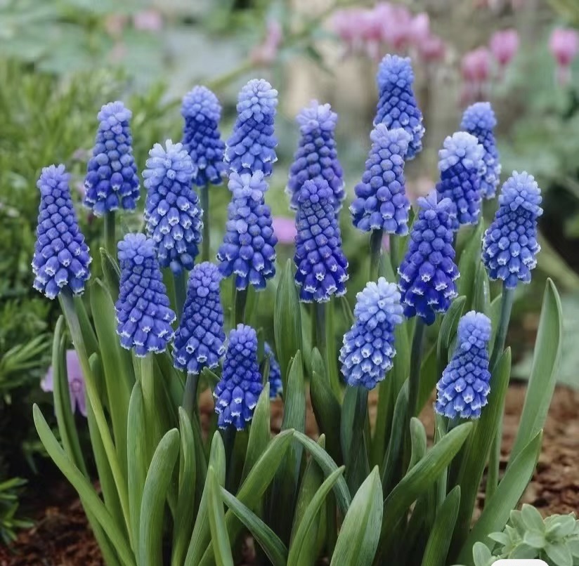 【带盆土栽好】葡萄风信子种球耐寒球根多年生盆栽花卉蓝色紫色花朵