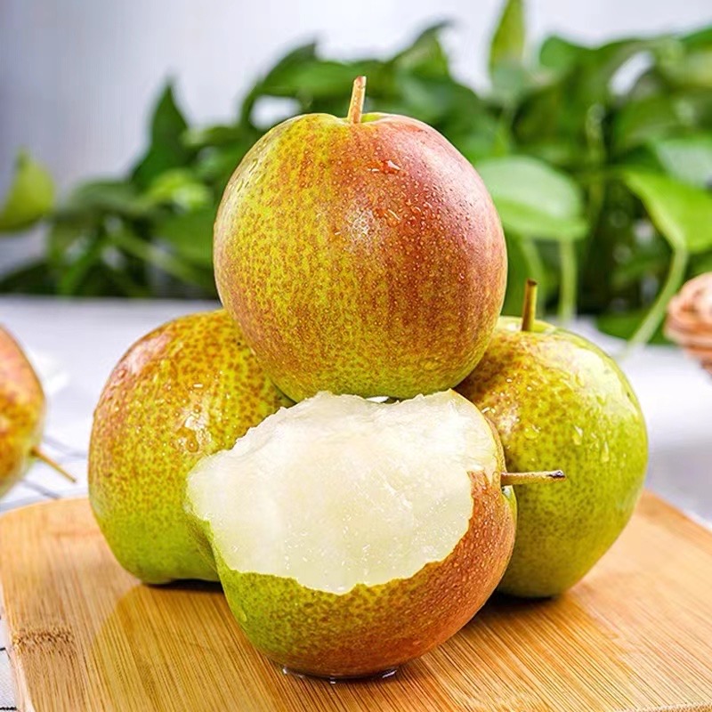 山西正宗玉露香梨新鲜采摘皮薄核小脆甜汁水多甘甜爽口4.8/8.9斤
